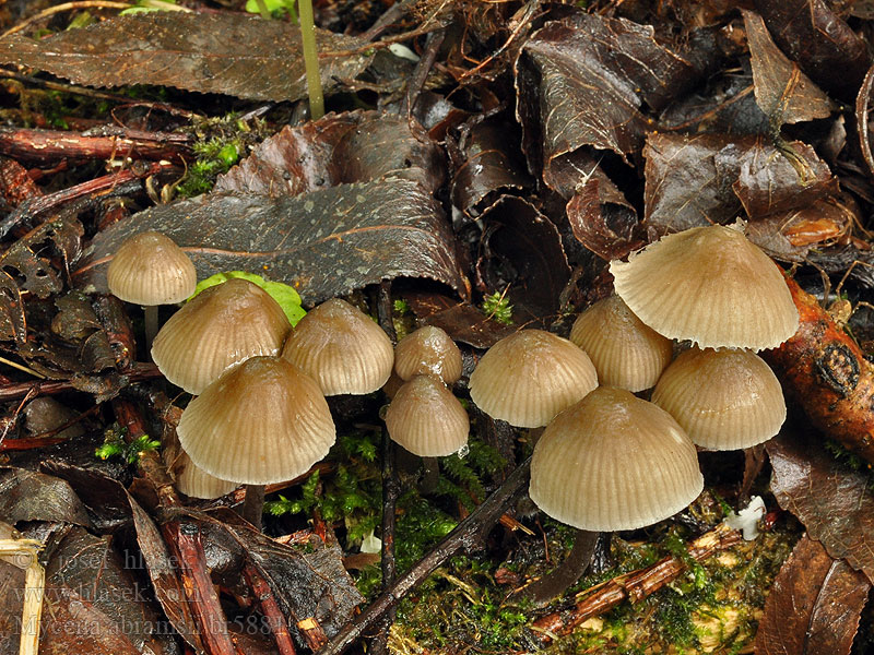 Mycena abramsii Sommarhätta