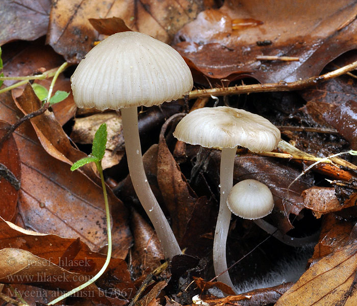 Helmovka raná Mycena abramsii