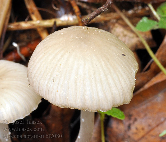 Sommer-Huesvamp Mycena abramsii