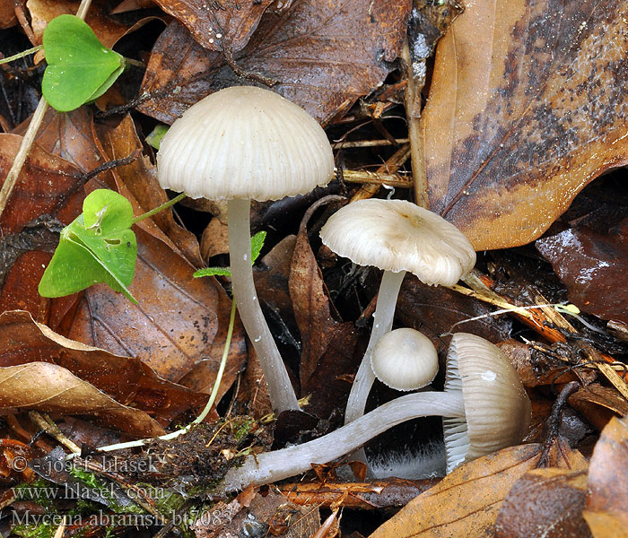 Suvihiippo Mycena abramsii