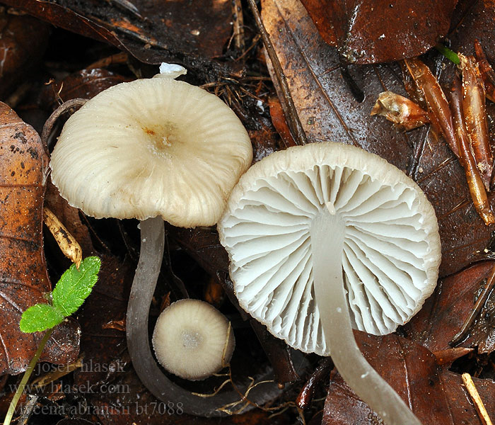 Voorjaarsmycena Mycena abramsii