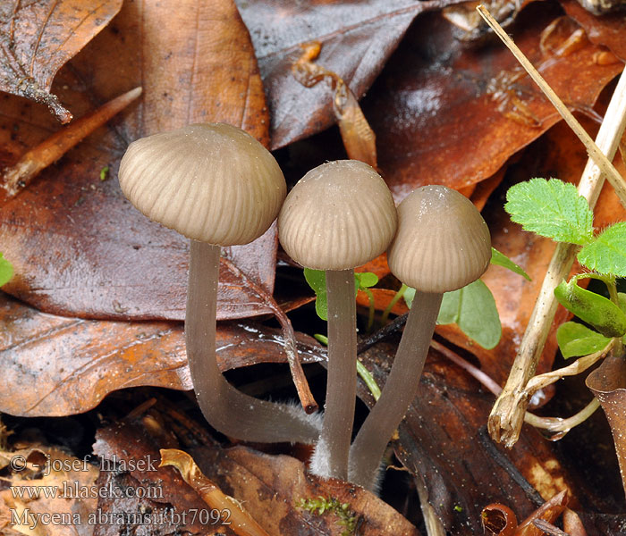 Voreilender Mycena abramsii