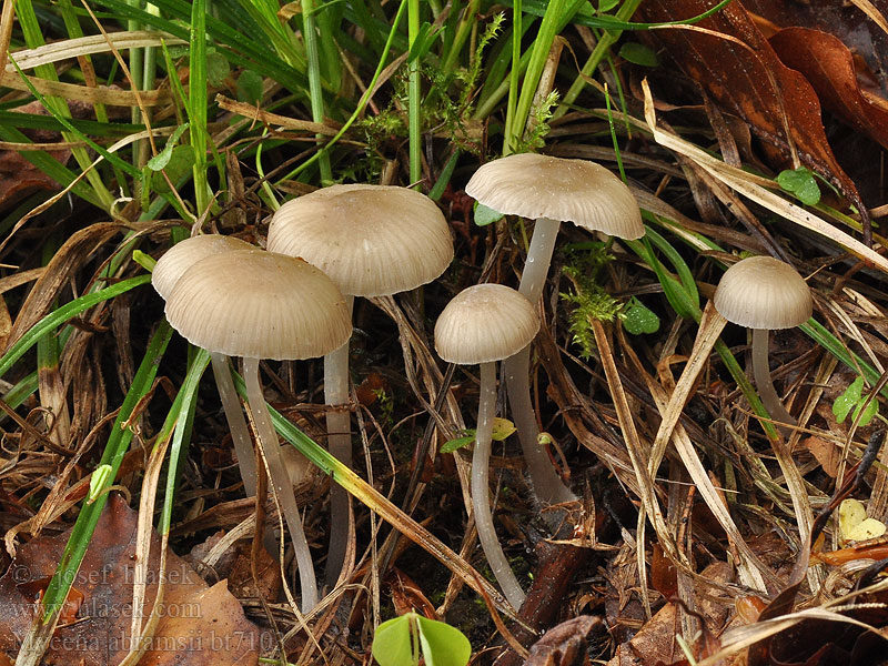 Grzybówka wczesna Mycena abramsii