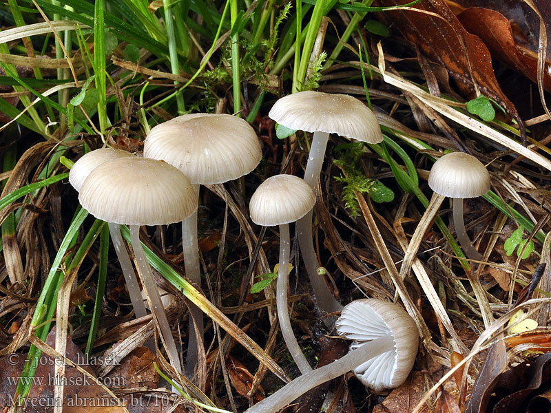 Мицена Абрамса Mycena abramsii