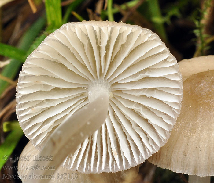 Prilbička Abramsova Mycena abramsii