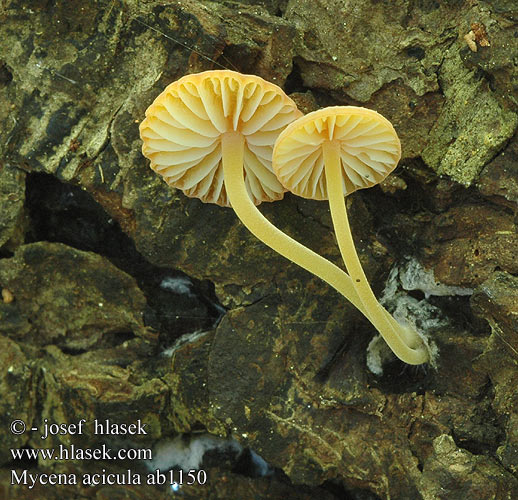 Mycena acicula ab1150