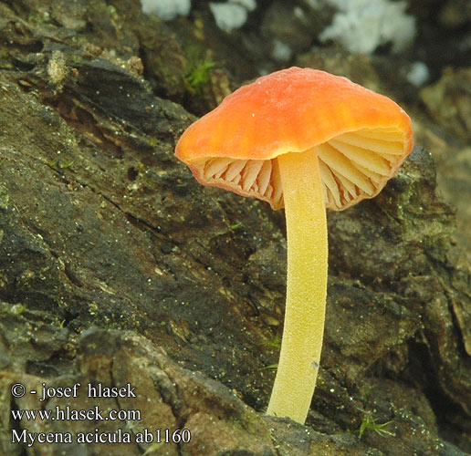 Mycena acicula ab1160