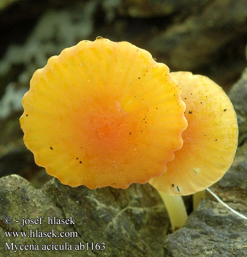 Mycena acicula ab1163