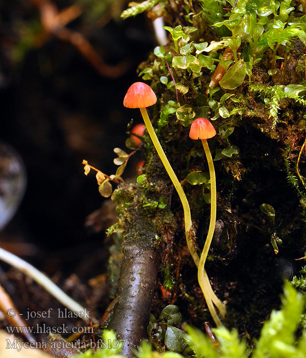 Mycena acicula bf8197