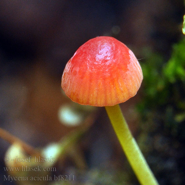 Mycena acicula bf8211