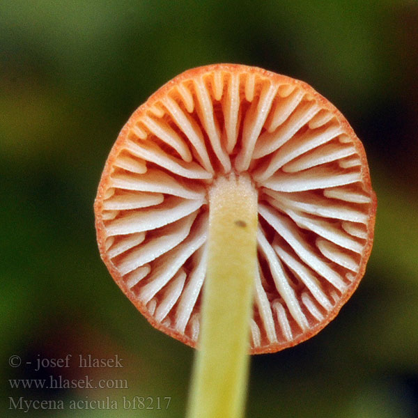 Mycena acicula bf8217