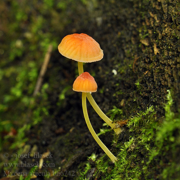 Orangeroter Helmling Oranje dwergmycena Oranjedwergmycena