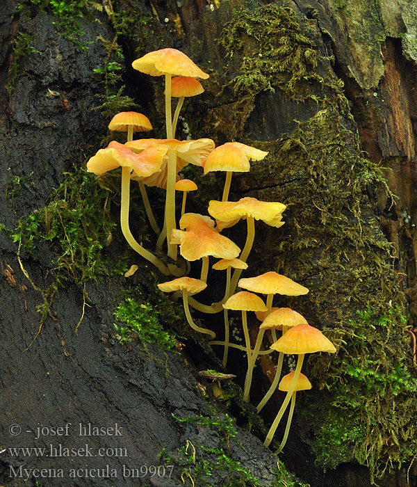 Mycena acicula bn9907