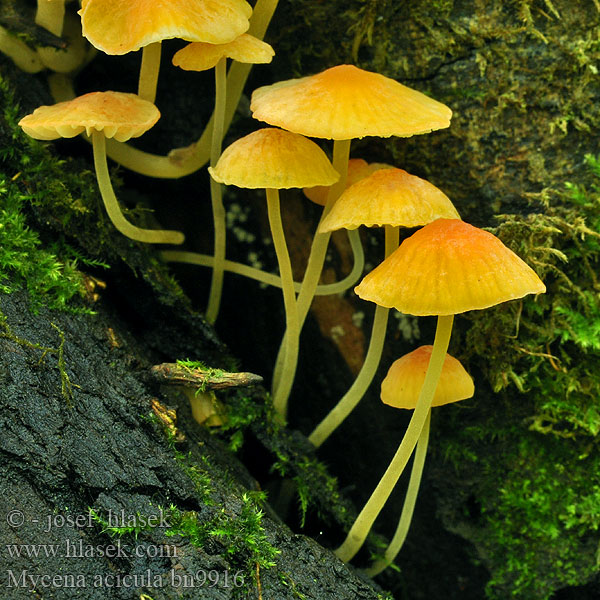 Mycena acicula bn9916