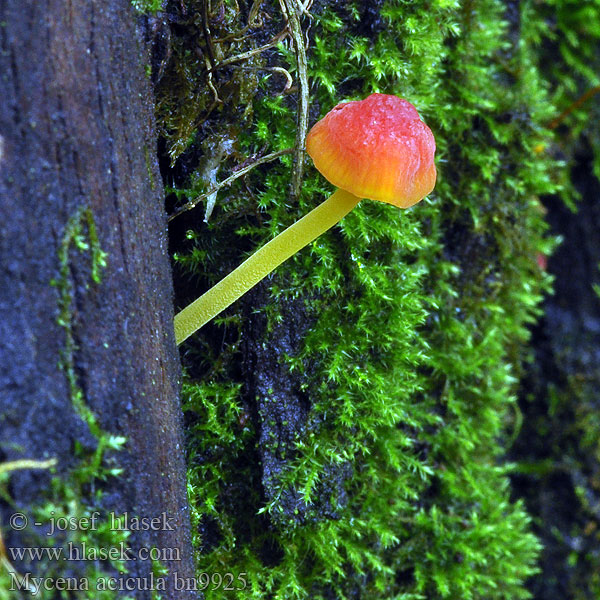 Mycena acicula bn9925