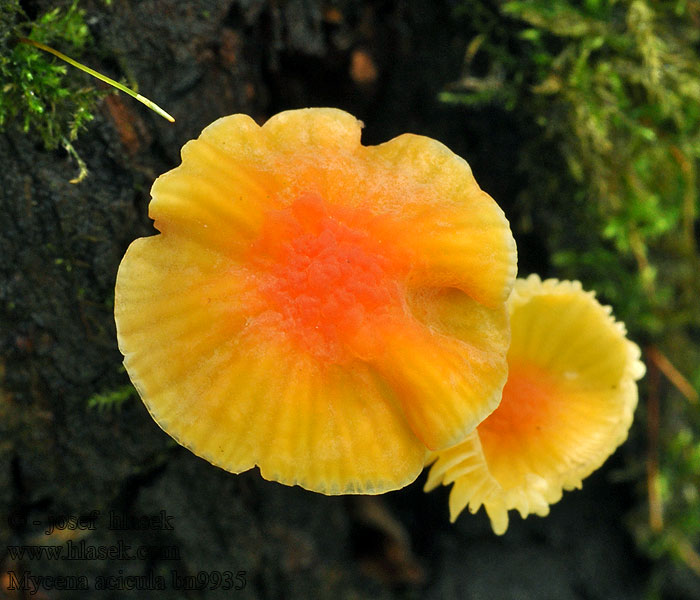 Prilbička ihličková Bucikasta čeladica Orangeroter Helmling