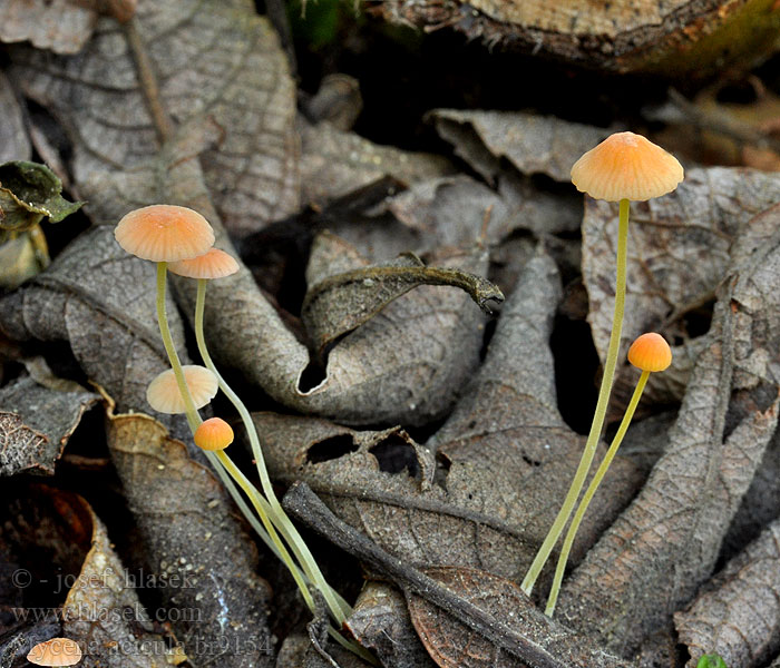 Mycena acicula Helmovka jehličková jehličkovitá