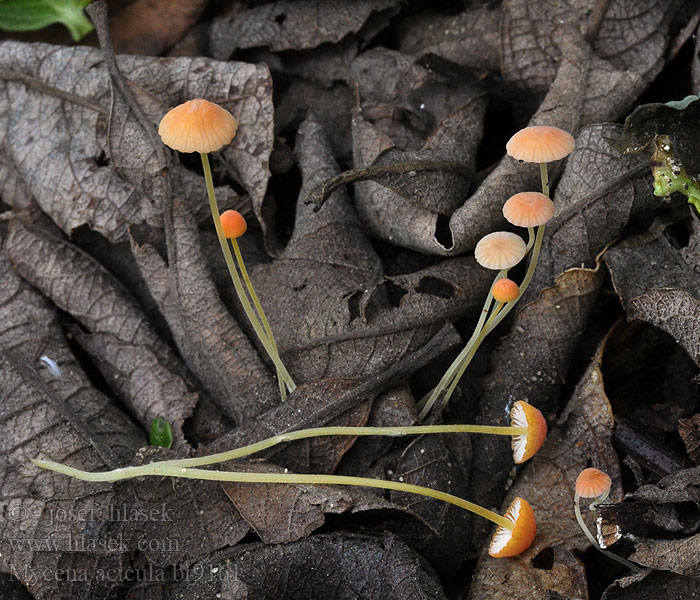 Mycena acicula Rød gulfothette Grzybówka szpilkowa