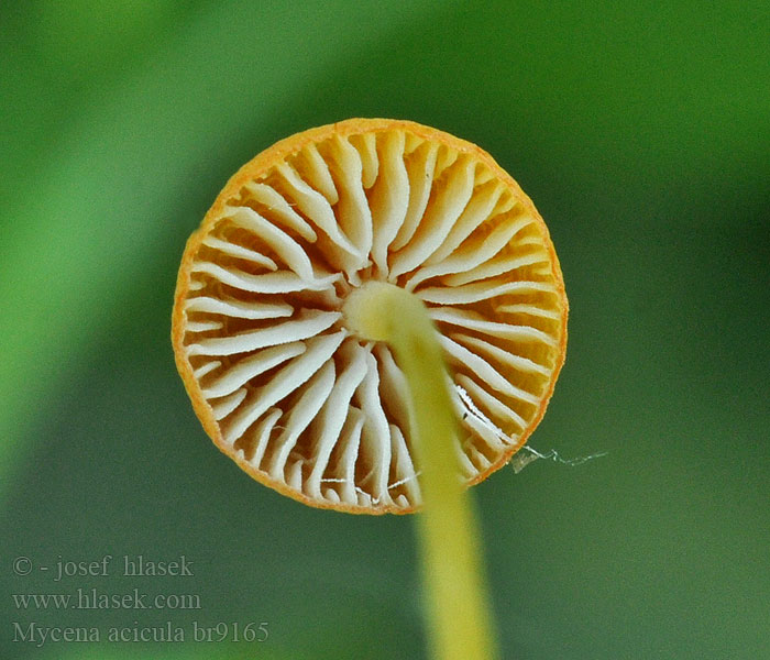 Mycena acicula Prilbička ihličková Orangeroter Helmling