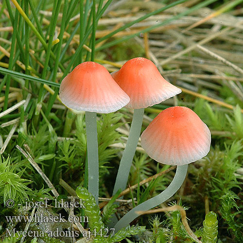 Mycena adonis Helmovka jitřenková Мицена адони