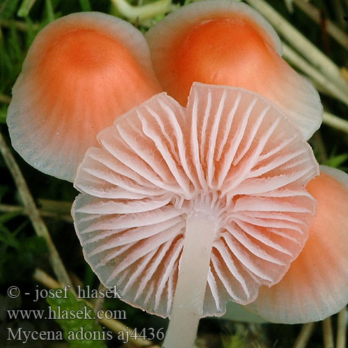 Mycena adonis Scarlet Bonnet Mycène adonis Rønnerød