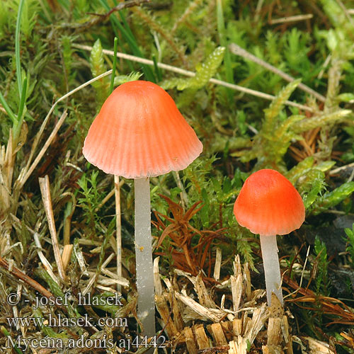 Mycena adonis Korallenroter Helmling Fagerhette