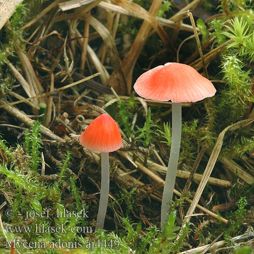 Mycena adonis aj4449