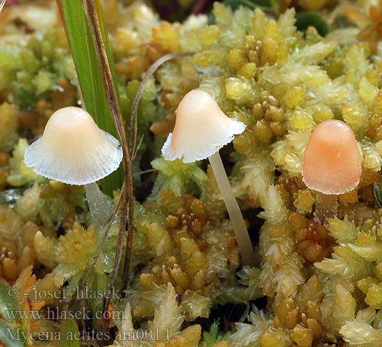 Mycena adonis am0014