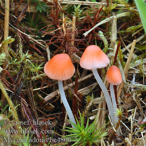 Mycena adonis be4806