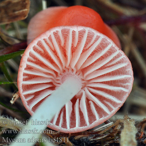 Mycena adonis be4811