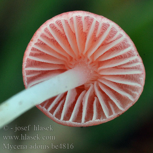 Mycena adonis be4816