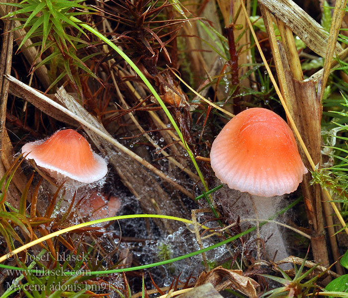 Mycène adonis Rønnerød huesvamp Adonismycena