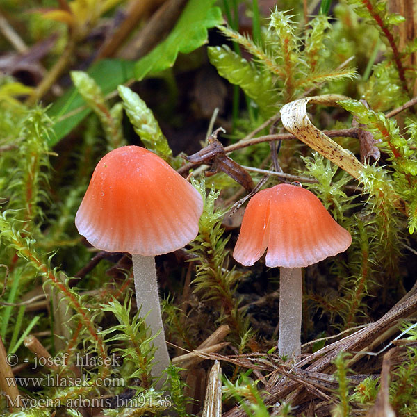 Mycena adonis bm9138