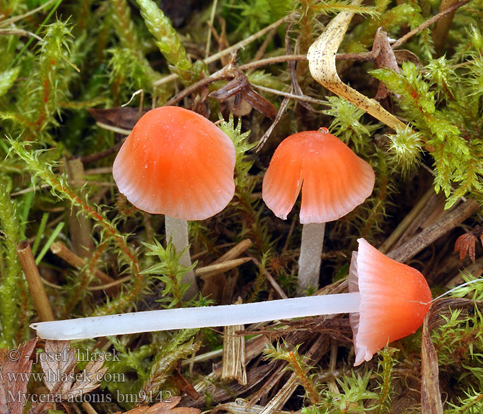 Korallenroter Helmling Fagerhette Mycena adonis