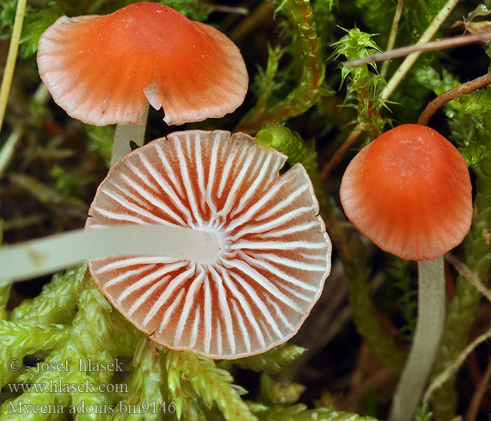 Fagerhette Mycena adonis Grzybówka pomarańczowoczerwona