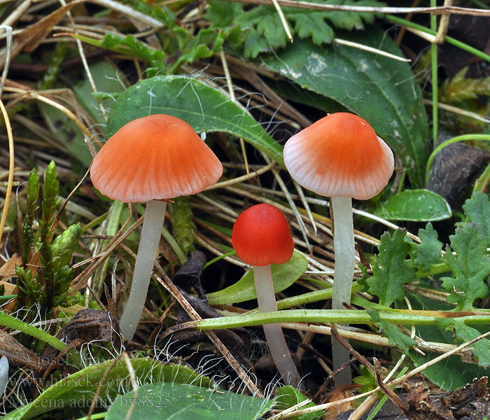 Mycena adonis Helmovka jitřenková