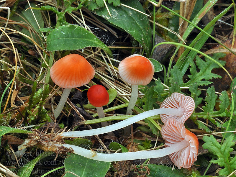 Mycena adonis Мицена адонис