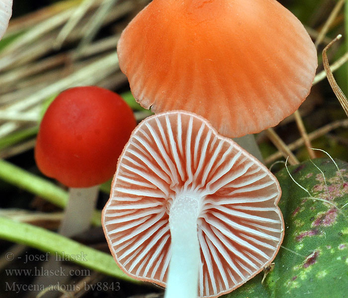 Mycena adonis Prilbička zorničková