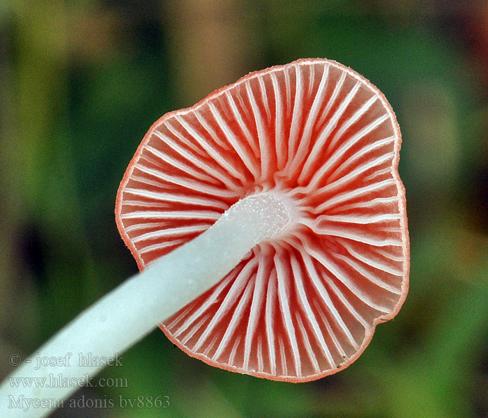 Mycena adonis Scarlet Bonnet