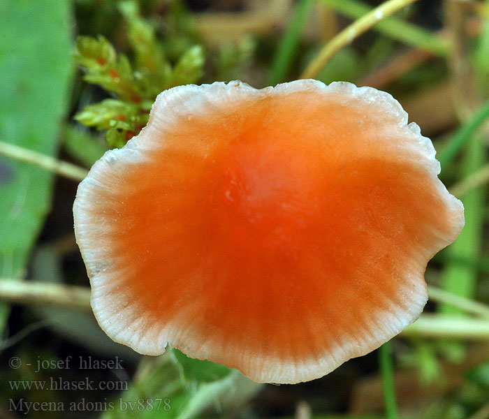 Mycena adonis Mycène Rønnerød huesvamp