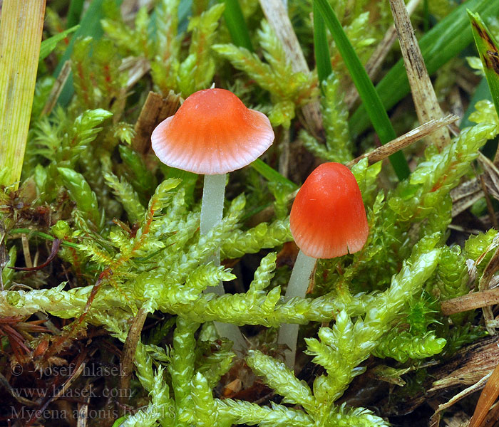 Mycena adonis Adonismycena Korallenroter Helmling