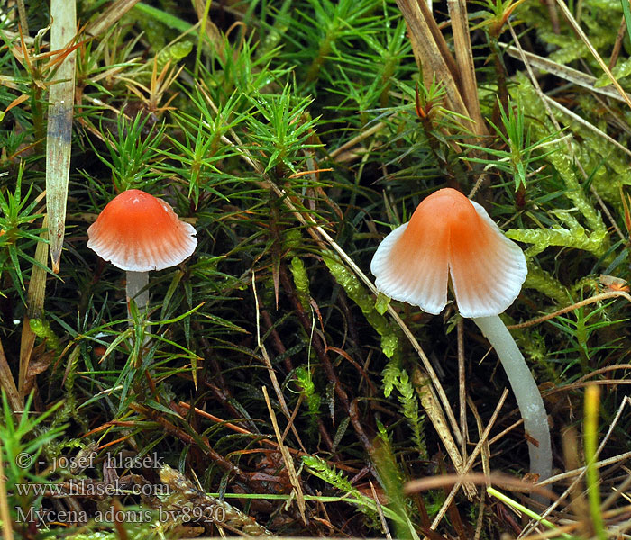 Mycena adonis Fagerhette Grzybówka pomarańczowoczerwona