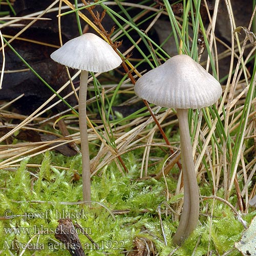 Mycena aetites Helmovka šedolupenná ovocná Prilbička sivolupeňová Drab Bonnet Plæne-Huesvamp Gräshätta Mycène gris brun Grijsbruine Grasmycena Szürkelemezű kígyógomba Graublättriger Helmling Russhelmling Rußhelmling Gråhette Grzybówka trawiasta Sivorjava čeladica Gräshätta