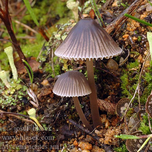 Drab Bonnet Plæne-Huesvamp Gräshätta Mycène gris brun Grijsbruine Grasmycena Szürkelemezű kígyógomba Graublättriger Helmling Russhelmling Rußhelmling Gråhette Grzybówka trawiasta Sivorjava čeladica Gräshätta Mycena aetites Helmovka šedolupenná ovocná Prilbička sivolupeňová