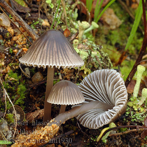Grijsbruine Grasmycena Szürkelemezű kígyógomba Graublättriger Helmling Russhelmling Rußhelmling Gråhette Grzybówka trawiasta Sivorjava čeladica Gräshätta Mycena aetites Helmovka šedolupenná ovocná Prilbička sivolupeňová Drab Bonnet Plæne-Huesvamp Gräshätta Mycène gris brun
