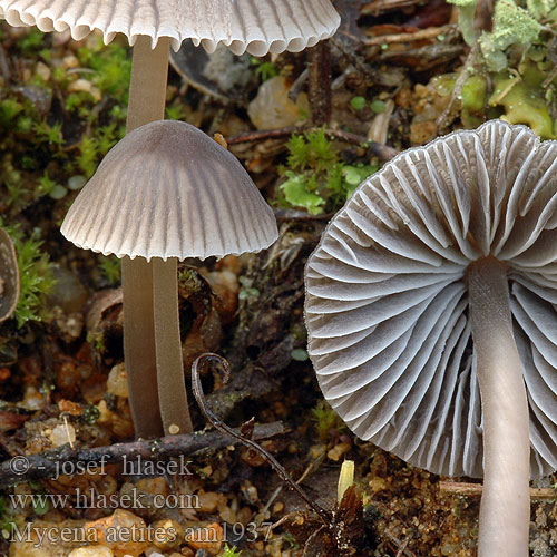 Graublättriger Helmling Russhelmling Rußhelmling Gråhette Grzybówka trawiasta Sivorjava čeladica Gräshätta Mycena aetites Helmovka šedolupenná ovocná Prilbička sivolupeňová Drab Bonnet Plæne-Huesvamp Gräshätta Mycène gris brun Grijsbruine Grasmycena Szürkelemezű kígyógomba