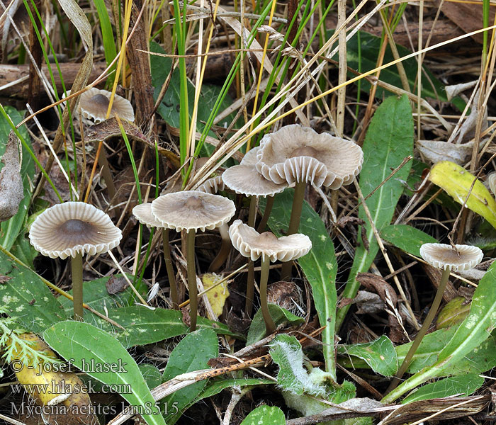 Мицена поникшая Graublättriger Helmling Russhelmling Rußhelmling Gråhette Grzybówka trawiasta Sivorjava čeladica Gräshätta Mycena aetites Helmovka šedolupenná ovocná Prilbička sivolupeňová Drab Bonnet Plæne-Huesvamp Gräshätta Mycène gris brun Grijsbruine Grasmycena Szürkelemezű kígyógomba