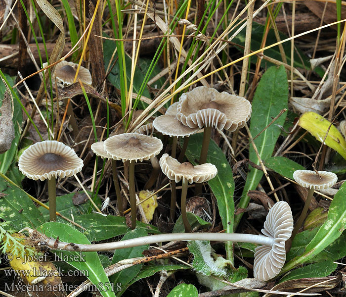 Gråhette Grzybówka trawiasta Sivorjava čeladica Gräshätta Mycena aetites Helmovka šedolupenná ovocná Prilbička sivolupeňová Drab Bonnet Plæne-Huesvamp Gräshätta Mycène gris brun Grijsbruine Grasmycena Szürkelemezű kígyógomba Мицена поникшая Graublättriger Helmling Russhelmling Rußhelmling