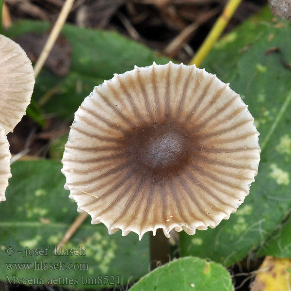 Gräshätta Mycena aetites Helmovka šedolupenná ovocná Prilbička sivolupeňová Drab Bonnet Plæne-Huesvamp Gräshätta Mycène gris brun Grijsbruine Grasmycena Szürkelemezű kígyógomba Мицена поникшая Graublättriger Helmling Russhelmling Rußhelmling Gråhette Grzybówka trawiasta Sivorjava čeladica