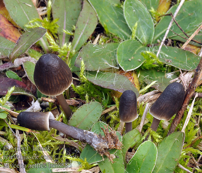 Mycena_aetites_bm8553